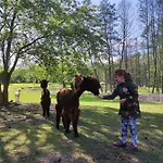 Forglamp Lyxtält *