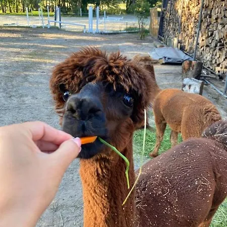 Forglamp Lüks kamp alanı Bydgoszcz