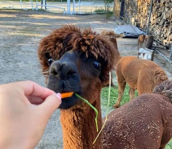 Forglamp Luxuszelt Bromberg