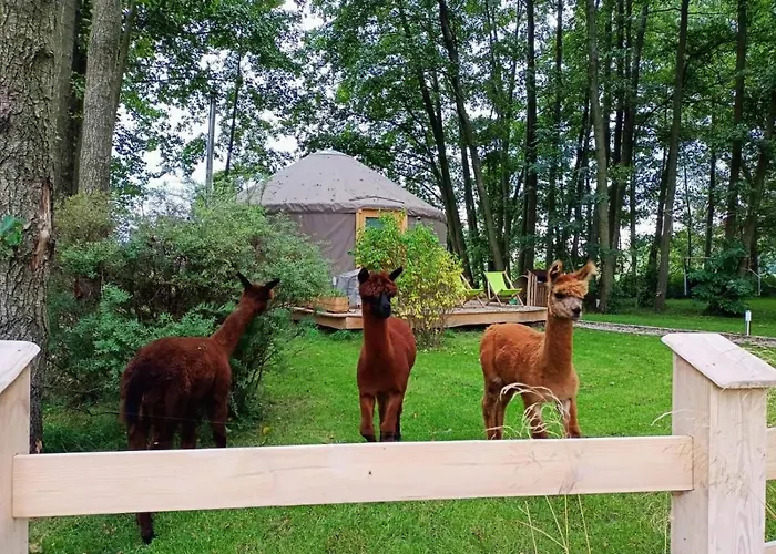 Forglamp Campismo de Luxo *