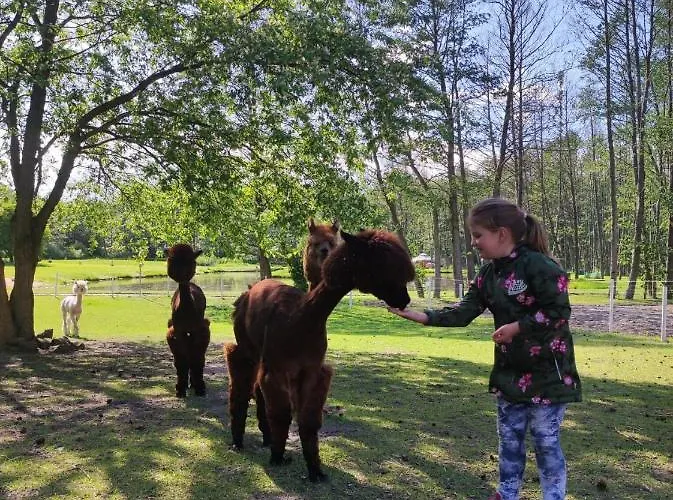 Forglamp Campismo de Luxo *