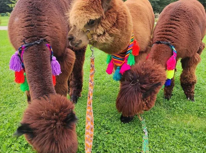 Forglamp * Bydgoszcz